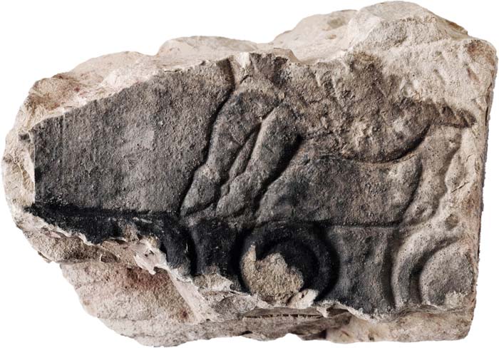 Cat. 551